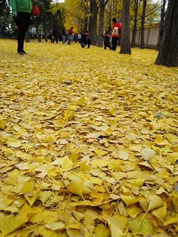 秋天的树叶作文600字