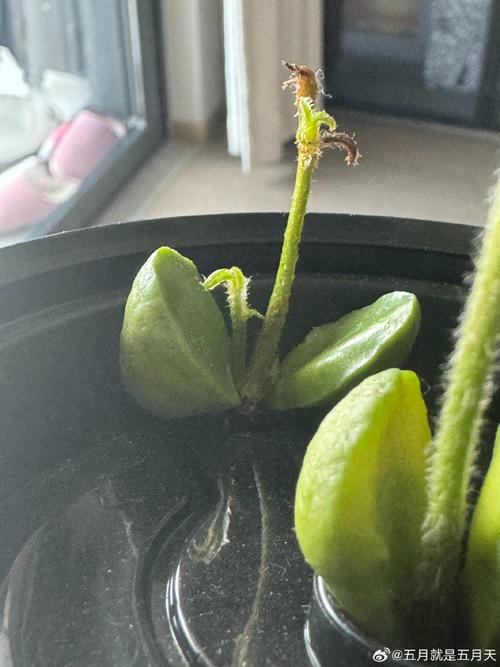 观察植物的故事